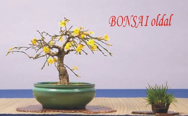 bonsai